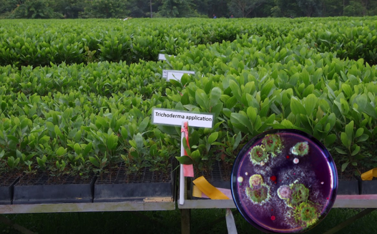 Trichoderma culture used in biological crop solutions